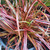 Uncinia Rubra - Belinda's Find