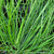 Poa Poiformis - Kingsdale
