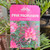 Grevillea - Pink Profusion