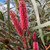 Hakea Francidiana - Emu Tree