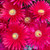 Lampranthus - Red Explosion