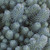 Sedum - Grey Blob