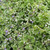 Glechoma Hederacea - Creeping Charlie