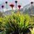 Gymea Lily