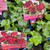 Pelargonium - Ivy Geranium Basket