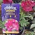 CARNIVAL LIGHTS™ Anisodontea - Varieties