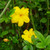 Jasminium Mesnyi - Primrose Jasmine