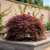 Acer Palmatum Dissectum Weeping - Garnet