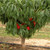 Nectarine - Dwarf