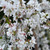 Weeping Cherry - Snofozam/Snow Fountains