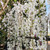 Weeping Cherry - Snofozam/Snow Fountains
