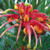 Grevillea - Bonnie Prince Charlie