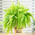 Nephrolepis - Boston Fern
