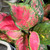 Aglaonema - Varieties
