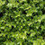 Pittosporum - Wonder Screen