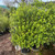 Pittosporum - Green Pillar