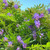 Wisteria - Amethyst Falls