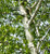 Betula Pendula - Silver Birch