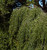 Betula Pendula Weeping - "Youngii"