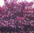Cercis Canadensis - Forest Pansy
