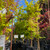 Acer Palmatum Upright - Senkaki / Sango Kaku