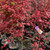 Acer Palmatum Upright - Shindeshojo