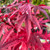 Acer Palmatum Upright - Shaina