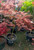 Acer Palmatum Dissectum Weeping - Ever Red