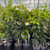 Cumquat - Calamondin