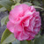 Camellia Williamsiia - Varieties