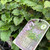Plectranthus - Mona Lavender