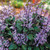 Plectranthus - Mona Lavender