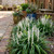 Liriope - Varieties