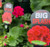 Geranium - Varieties