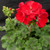 Geranium - Varieties