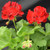 Geranium - Varieties