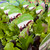 Lettuce - Salad Mix