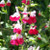 Salvia - Varieties