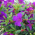 Tibouchina - Varieties