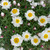 Rhodanthe - Varieties