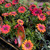 Osteospermum - Zion Red African Daisy
