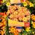 Bidens - Varieties