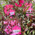 Gaura - Varieties