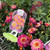 Argyranthemum - Varieties