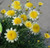 Argyranthemum - Varieties