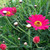 Argyranthemum - Varieties