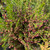 Boronia - Brown