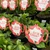 Hydrangea - Tea Time Red