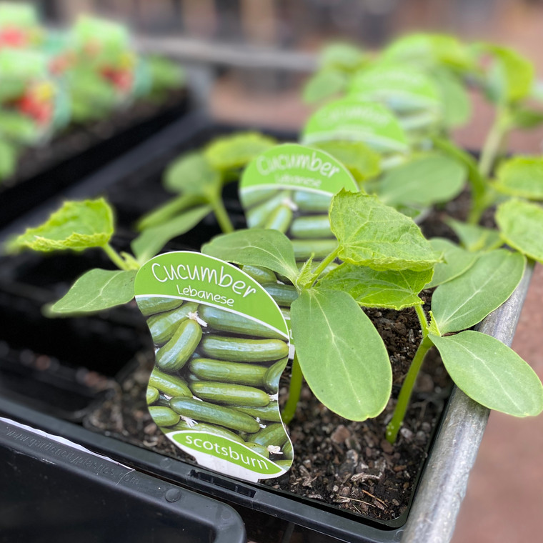 Cucumber - Lebanese