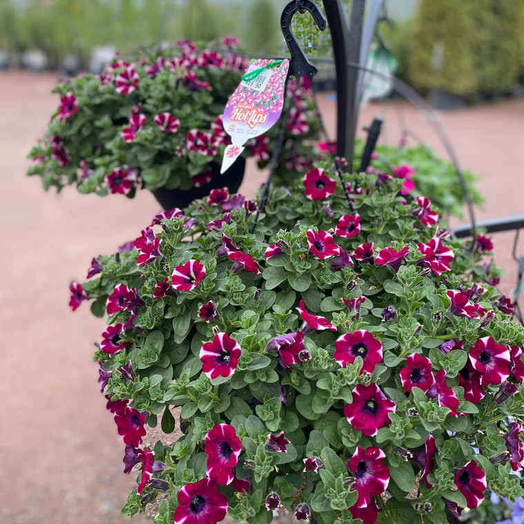 Hanging Basket - Petunias x hybrida